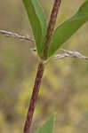 Wholeleaf rosinweed